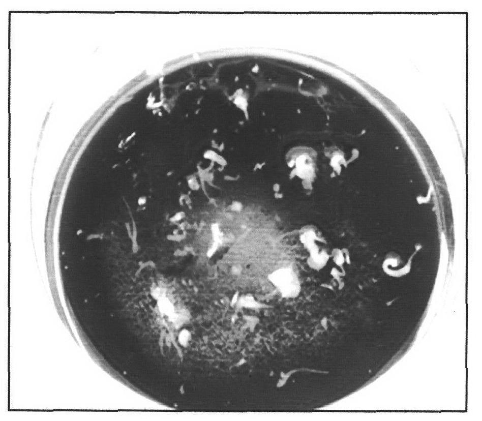 Method for increasing embryoid induction rate in culture of isolated microspores of hot (sweet) pepper