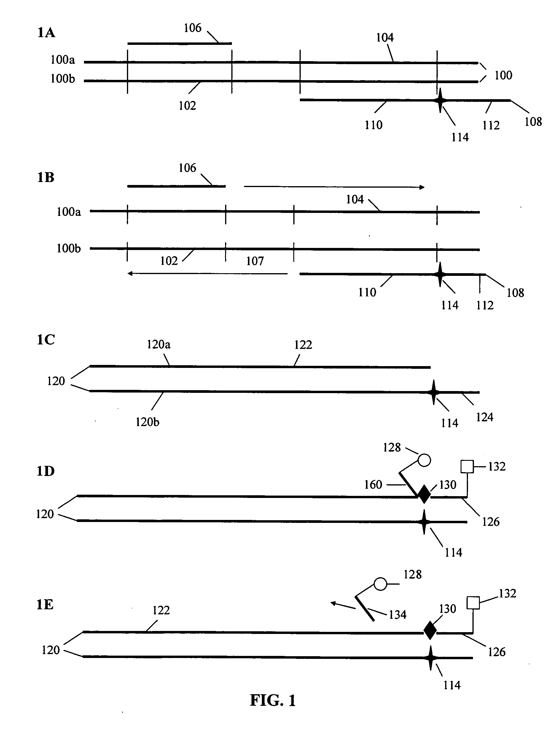 Materials and methods for detection of nucleic acids