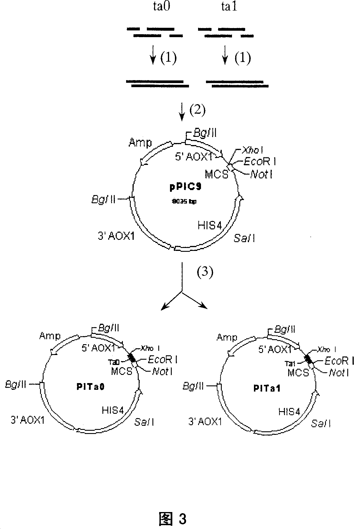 Method of improving king crab element gene with higher antibacterial activity and high effect expression