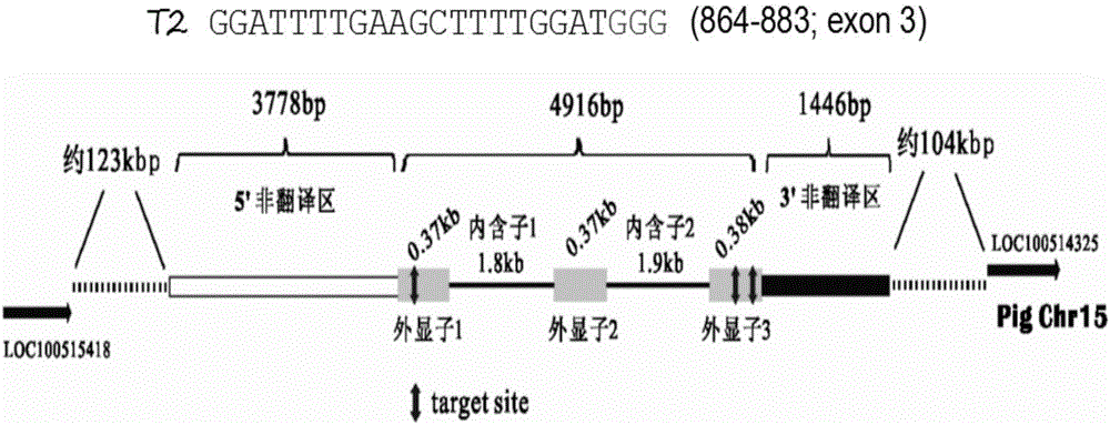 Pig muscle myostatin gene editing site 864-883 and application thereof