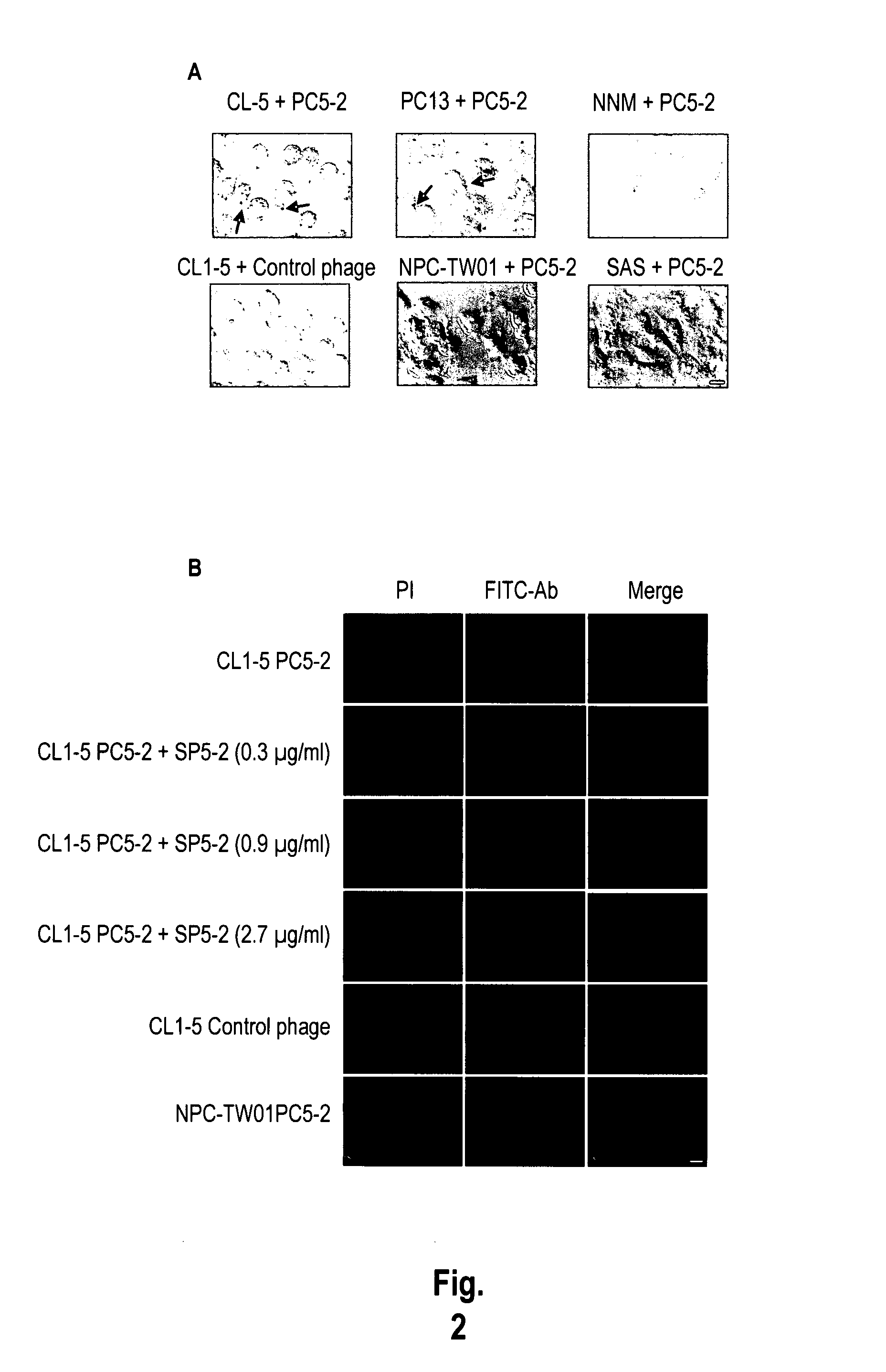 Lung cancer-targeted peptides and applications thereof