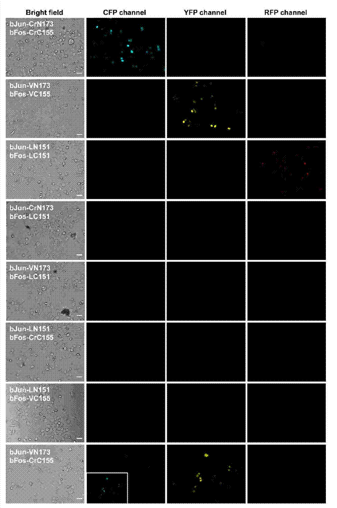 Method for detecting interaction of proteins