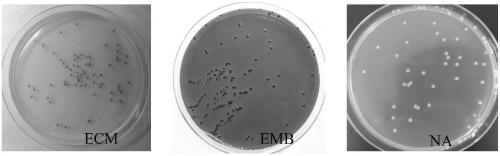 Chromogenic medium for identification of escherichia coli and application of chromogenic medium