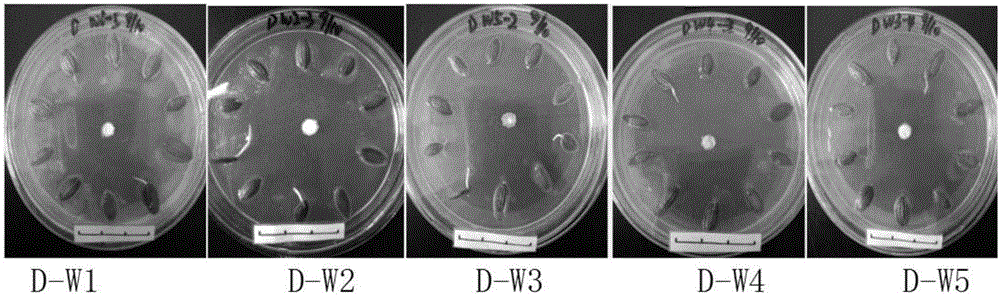 Method for researching interaction between Pleurotus ferulae fungi and eremophyte ferula asafoetida seed germination