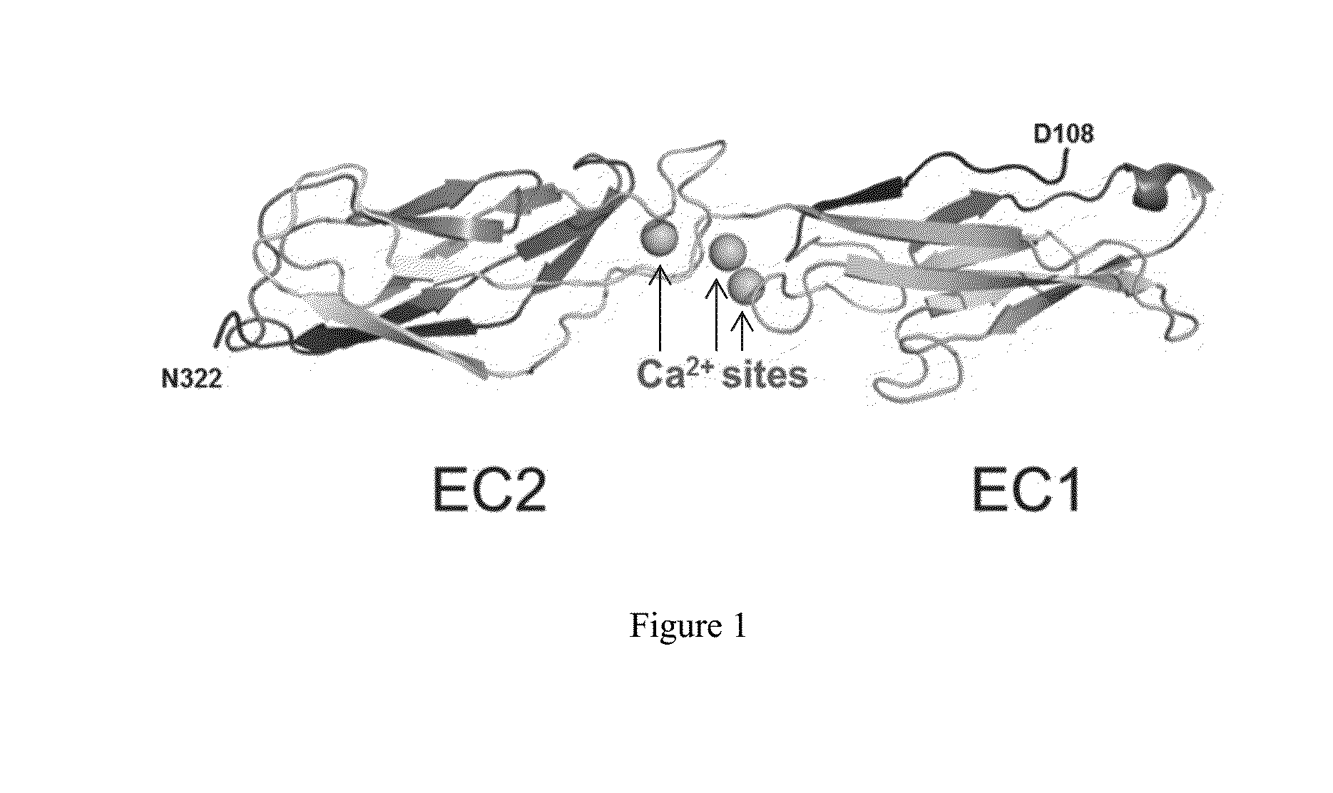 Antibody drug conjugates