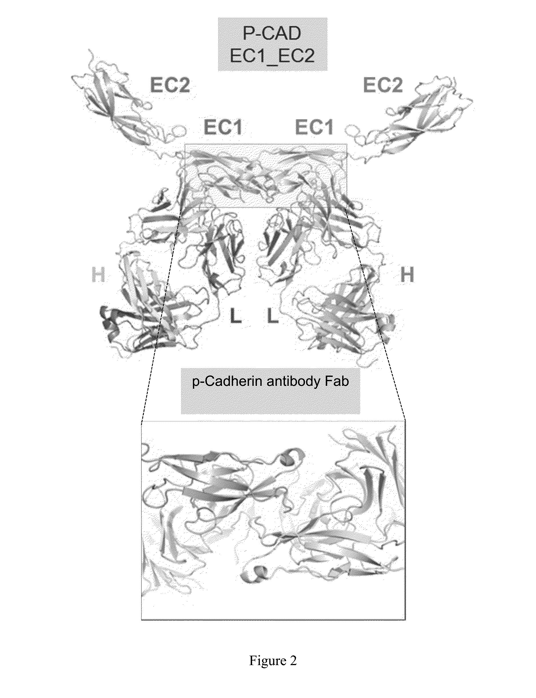 Antibody drug conjugates