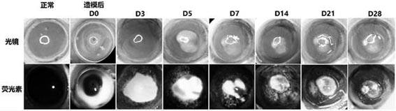 Preparation method of rat corneal limbus stem cell deficiency model