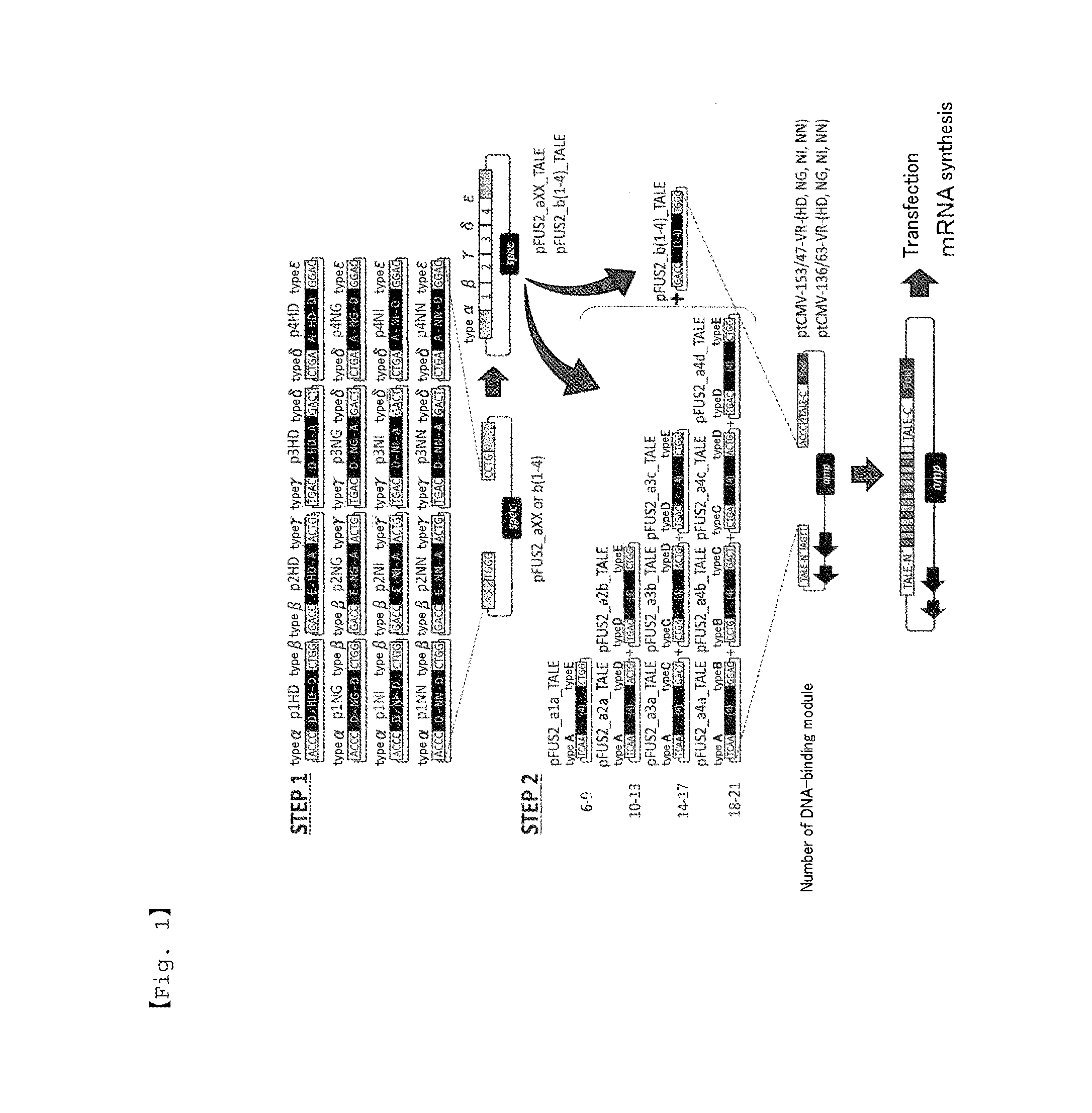 Polypeptide Containing DNA-Binding Domain