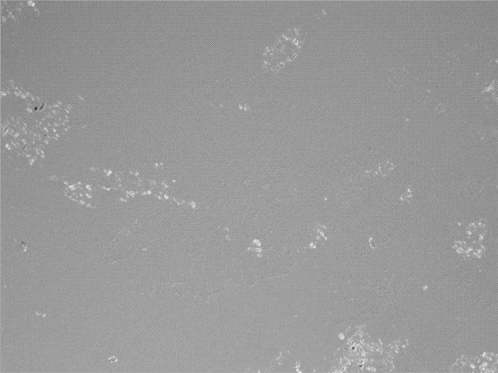 Cleaning method of glazed surface of YCOB crystal