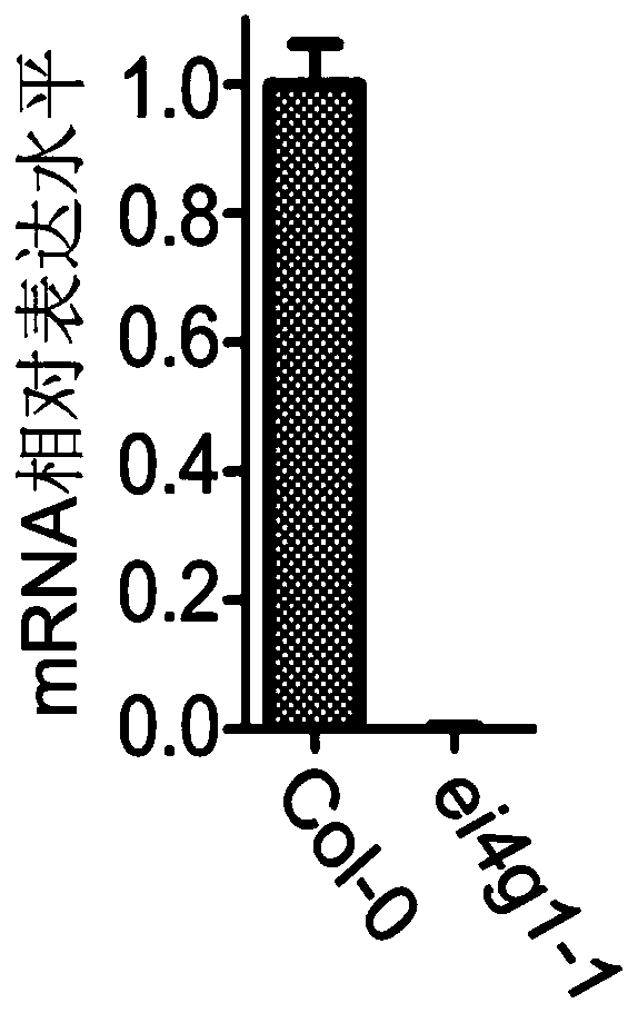 Application of eifiso4g1 protein in regulation of plant drought resistance