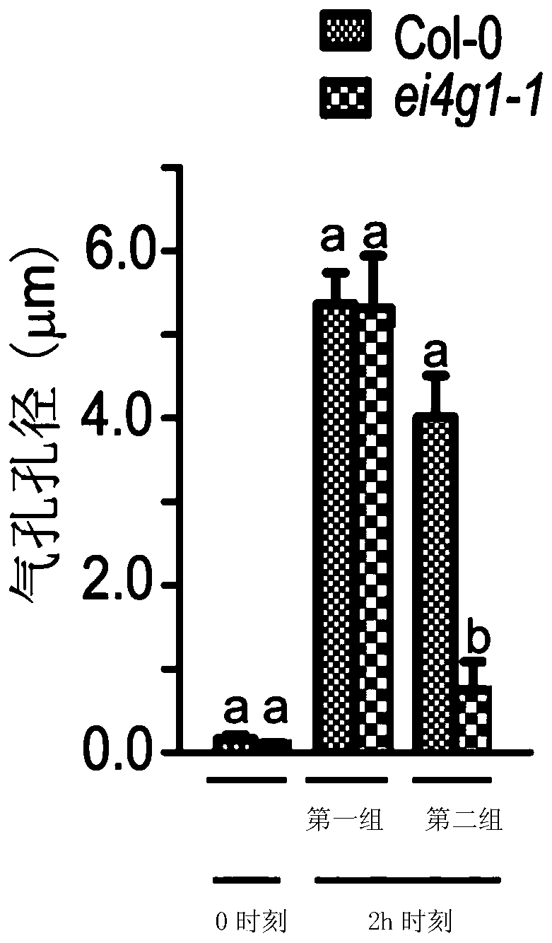 Application of eifiso4g1 protein in regulation of plant drought resistance