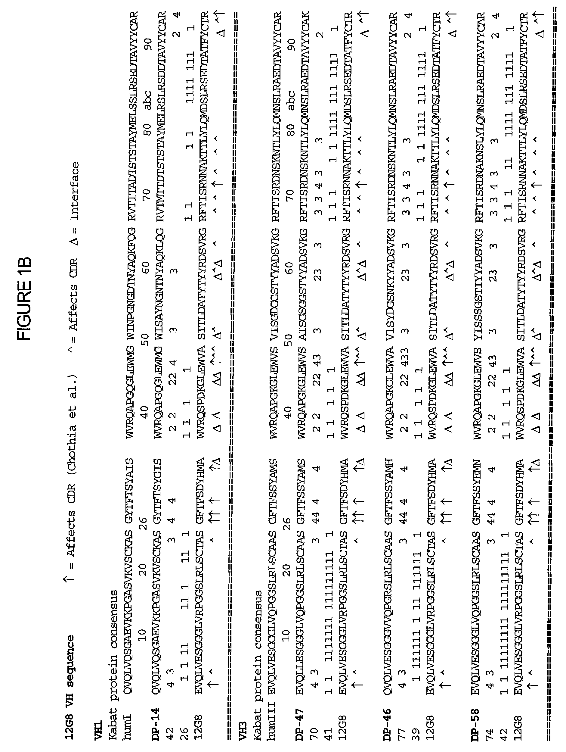 Interleukin-10 antibodies