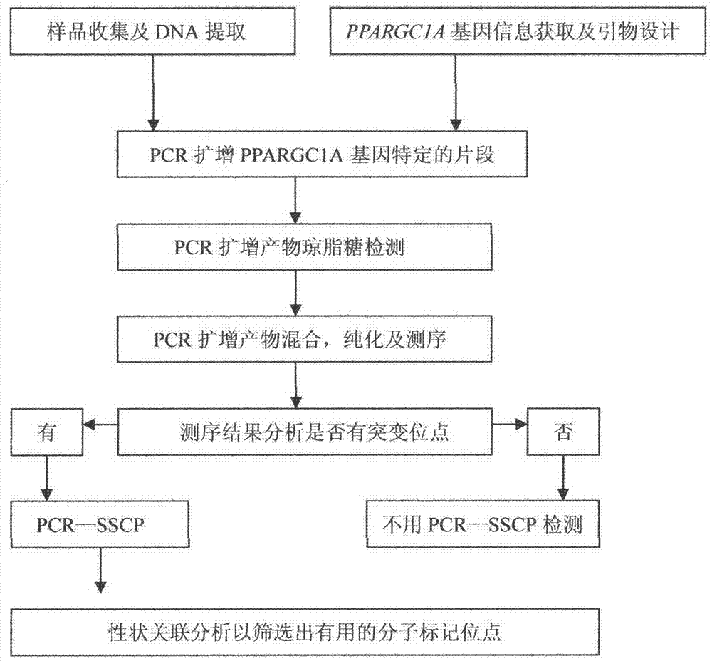 Method for detecting single nucleotide polymorphism of cattle PPARGC1A genes