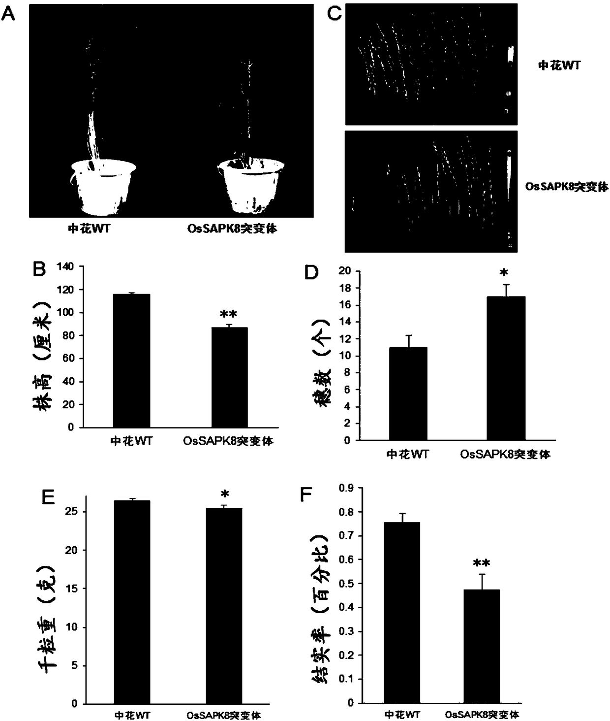 Rice serine/threonine protein kinase gene OsSAPK8 coding sequence and applications thereof