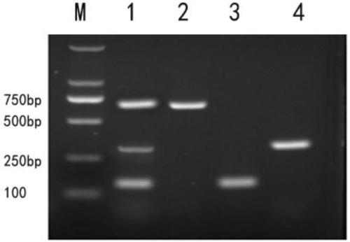 PCR detection method and kit for francisella tularensis and subspecies of francisella tularensis