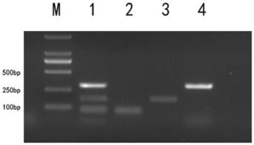 PCR detection method and kit for francisella tularensis and subspecies of francisella tularensis