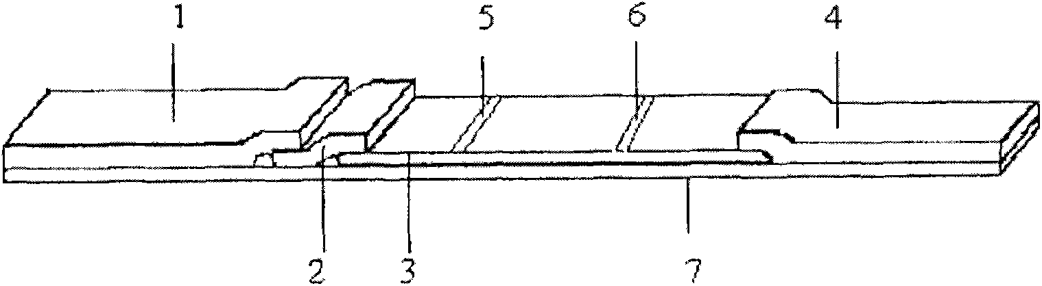 Reagent strip for detecting PCT (procalcitonin) and preparation method of reagent strip