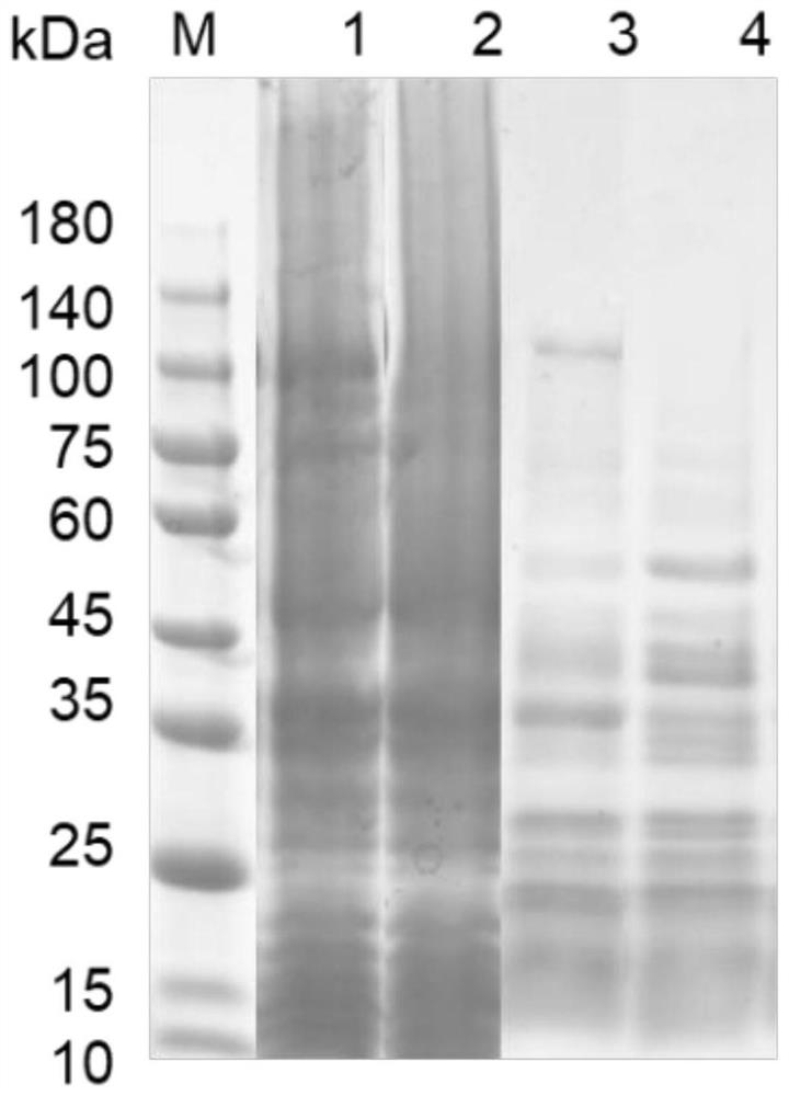 N-acyl homoserine lactone acyltransferase coding gene aigC and application thereof