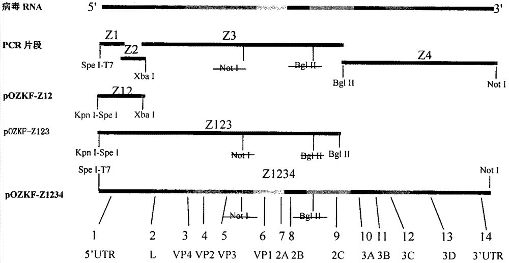 Method for expanding antigen spectrum of foot-and-mouth disease vaccine strain by reverse genetic operation and preparation method of vaccine