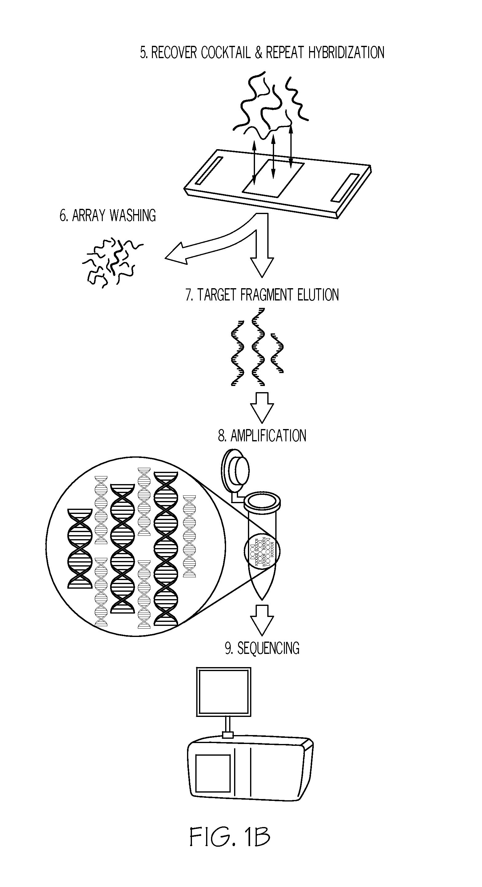 Methods and systems for enrichment of target genomic sequences