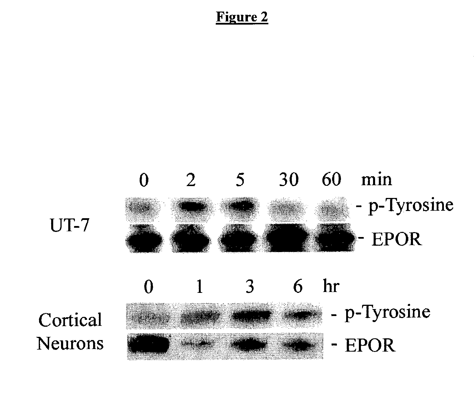Methods for SHP1 mediated neuroprotection