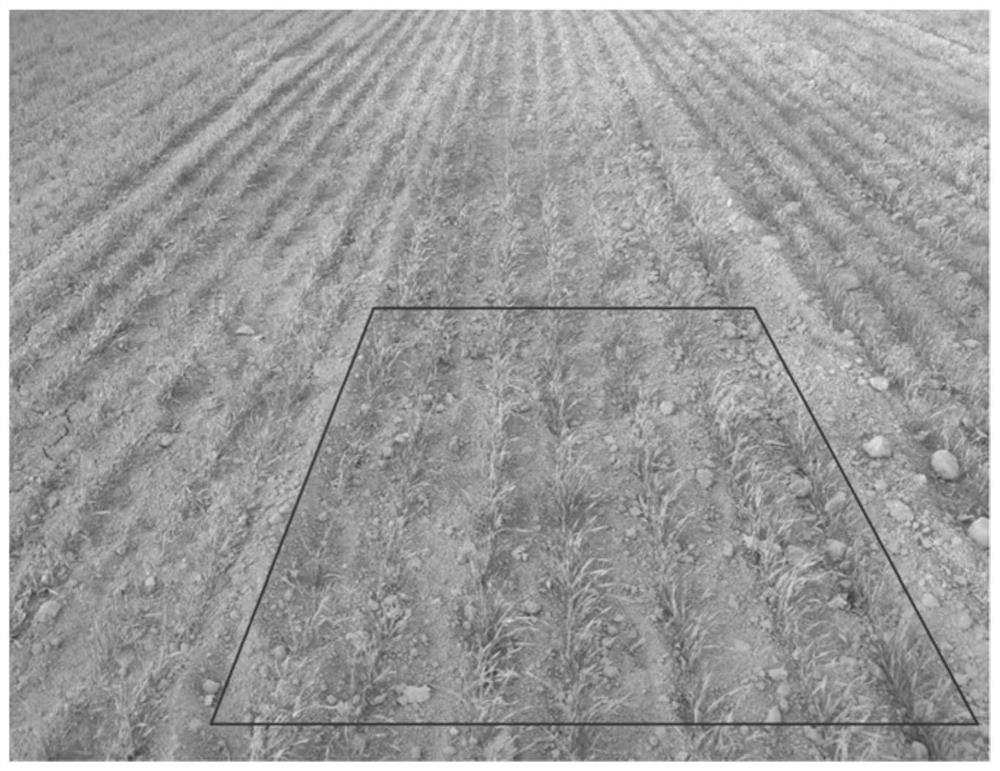 Method and system for eliminating perspective effect of visual perception in working environment in front of agricultural machinery