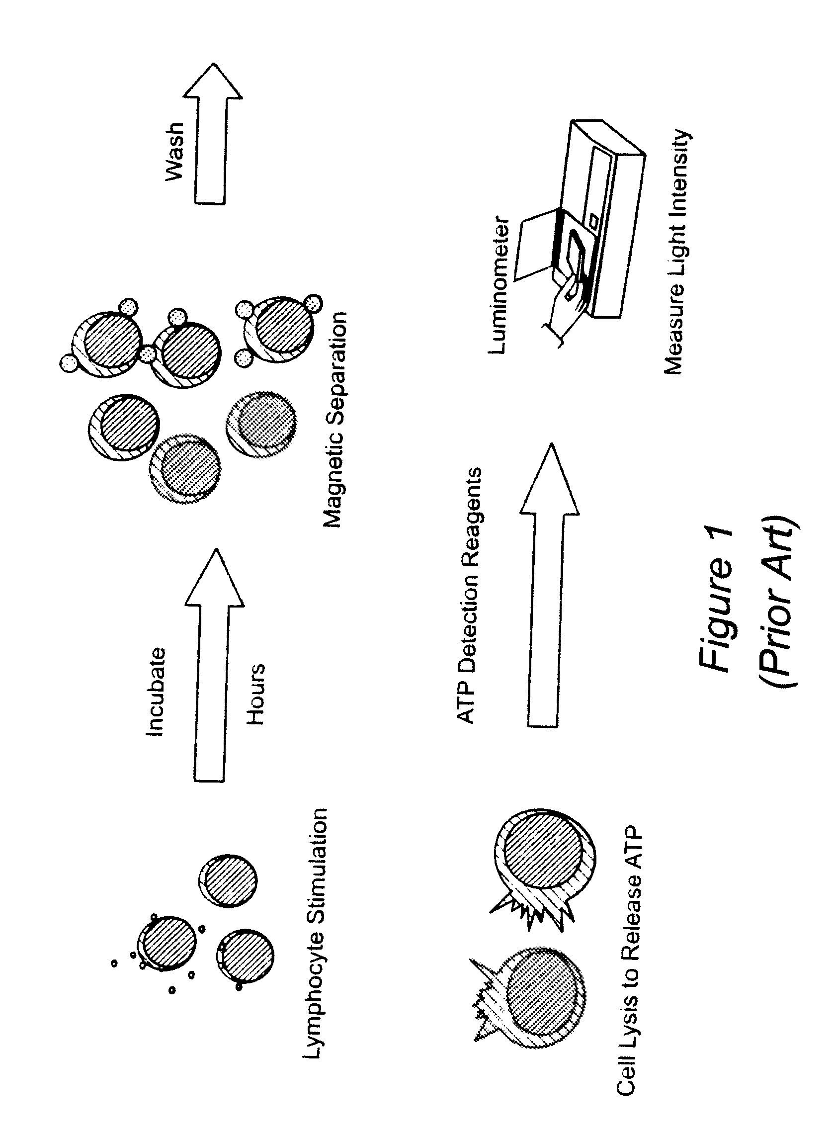 Method for monitoring the immune response and predicting clinical outcomes in transplant recipients