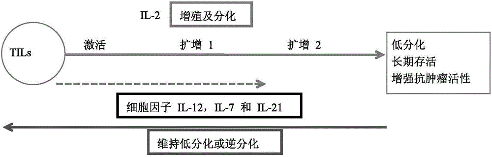 Method for reversing failure of anti-tumor infiltrating lymphocytes and application of method