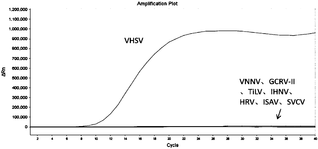 RAA constant-temperature fluorescent detection method and reagent for viral haemorrhagic septicemia (VHSV)
