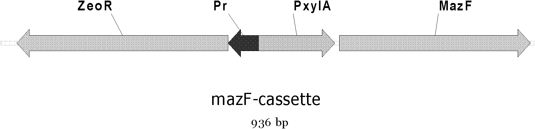 Expression cassette mazF-cassette for expressing escherichia coli toxin protein mazF gene and construction method and application thereof