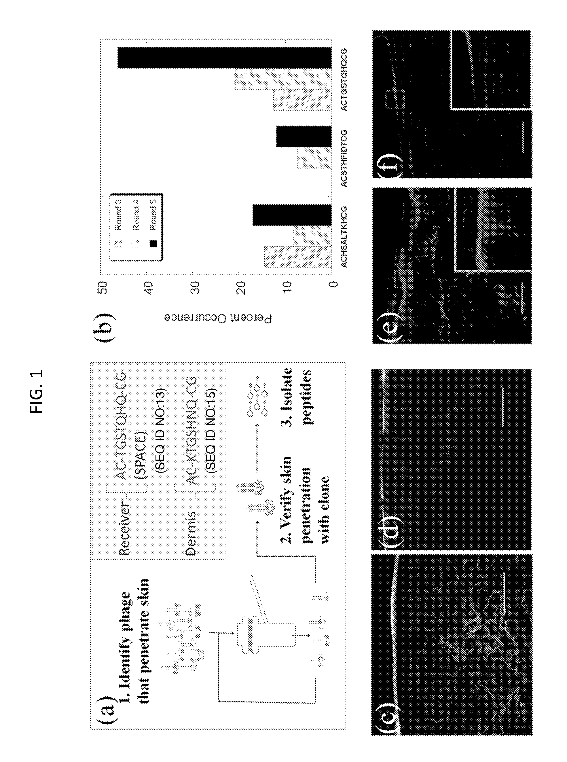 Skin permeating and cell entering (SPACE) peptides and methods of use thereof