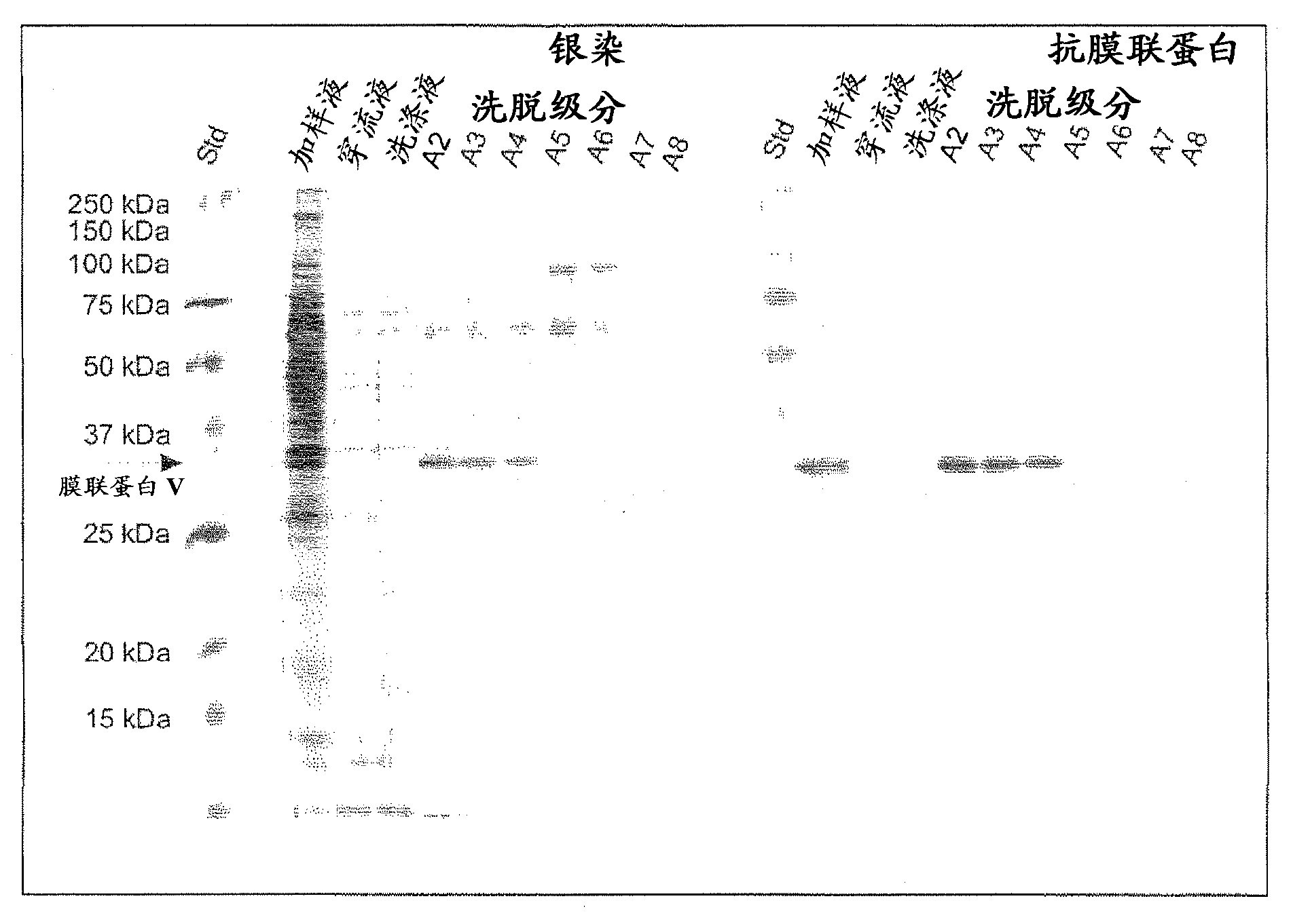 Purification method for divalent cation binding proteins on anion exchange resin