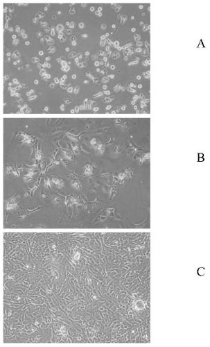 A method for long-term in vitro culture and expansion of hepatocytes and its application