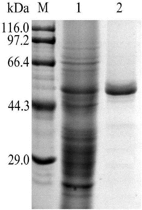 Method for preparing N-glycosylated proline aminopeptidase and application