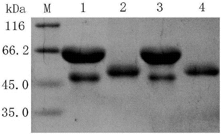 Method for preparing N-glycosylated proline aminopeptidase and application