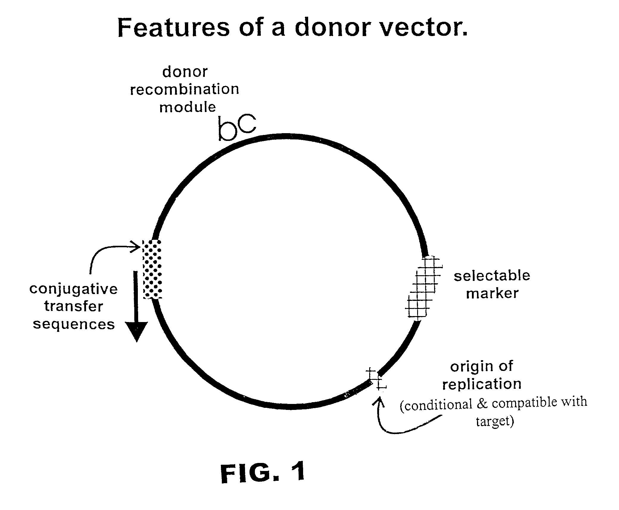 Methods and compositions for directed gene assembly