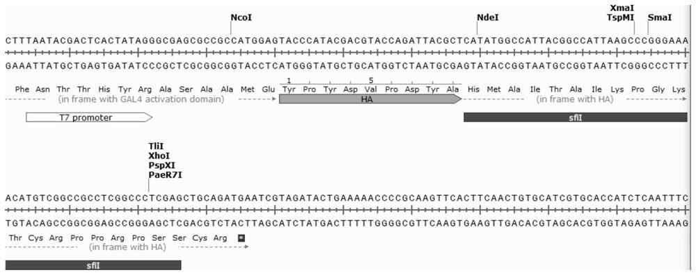 Efficient yeast two-hybrid three-frame library construction technology