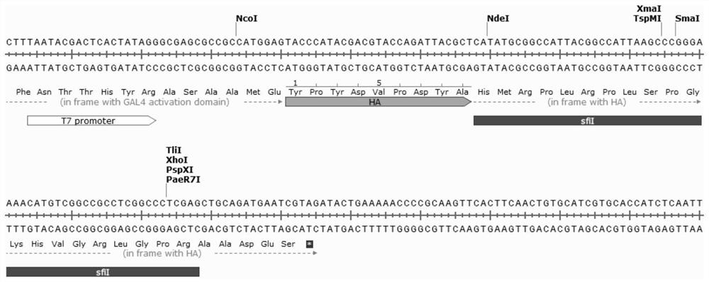 Efficient yeast two-hybrid three-frame library construction technology