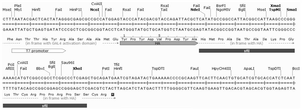 Efficient yeast two-hybrid three-frame library construction technology