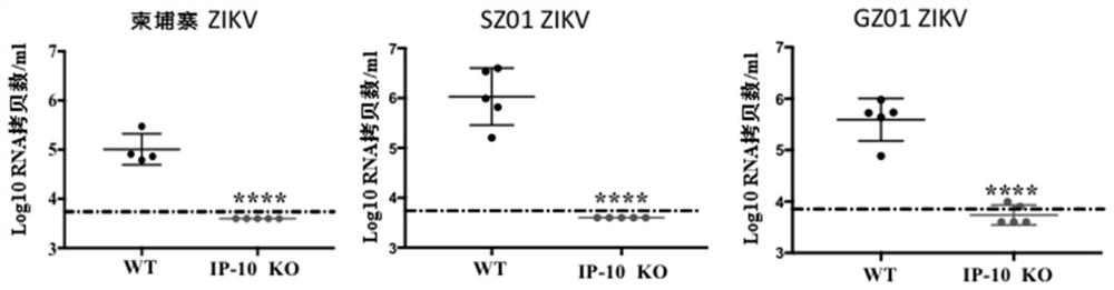 Use of ip-10 inhibitors in the prevention and/or treatment of Zika virus infection