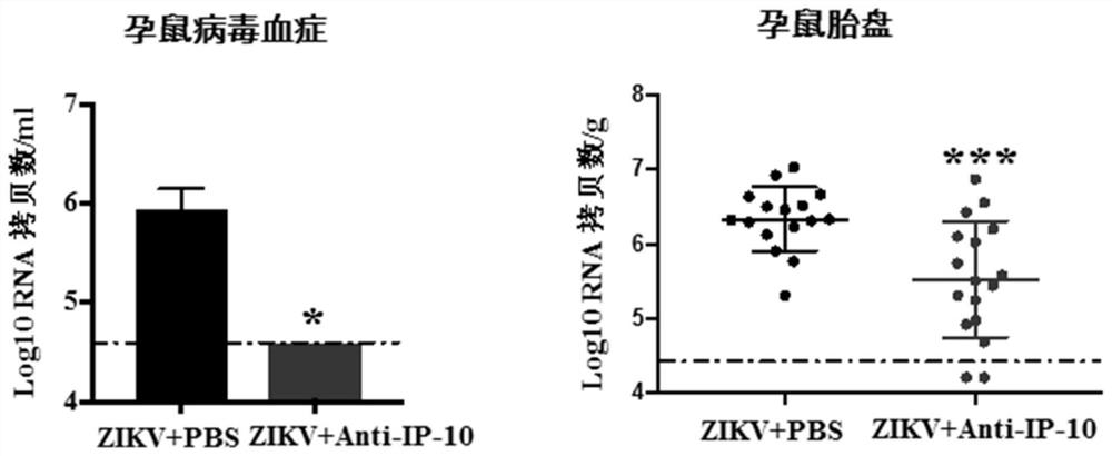 Use of ip-10 inhibitors in the prevention and/or treatment of Zika virus infection