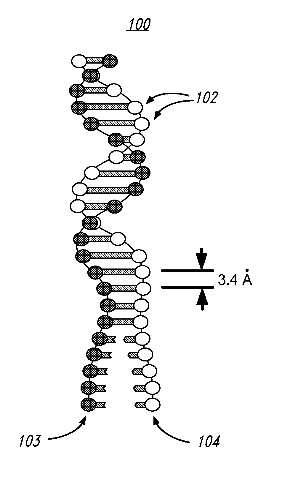 High throughput nucleic acid sequencing by spacing