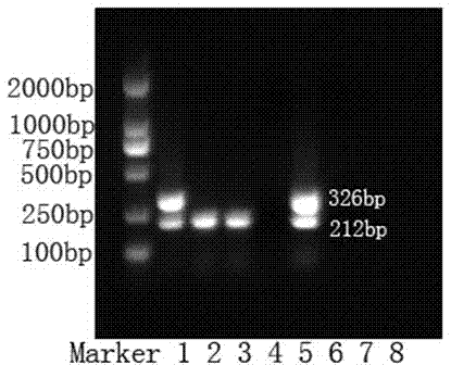 RT-PCR (Reverse Transcription-Polymerase Chain Reaction) primer for detecting poultry-like type H1N1 swine influenza virus and kit