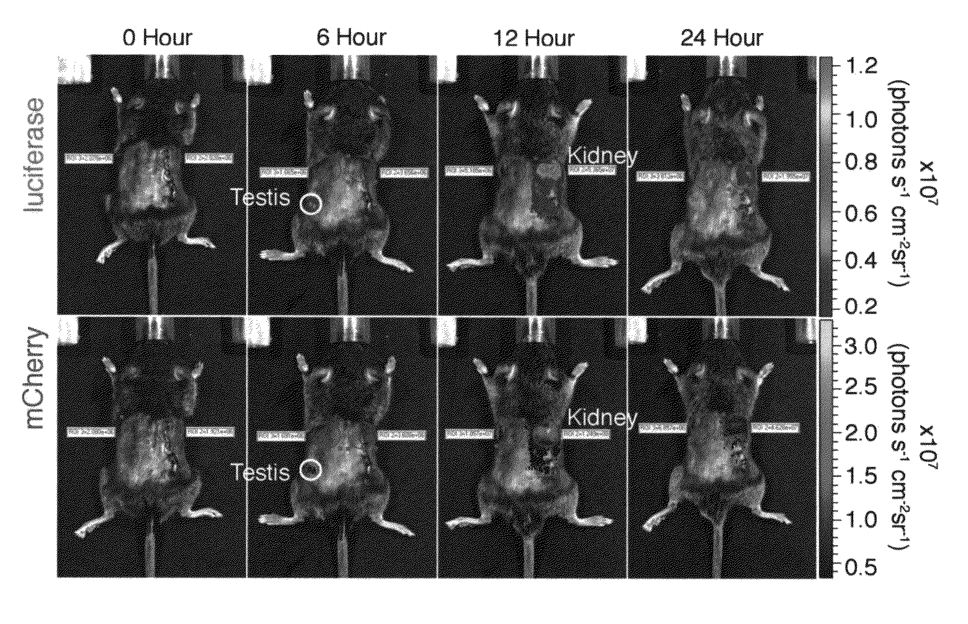 Transgenic reporter mouse and method for use