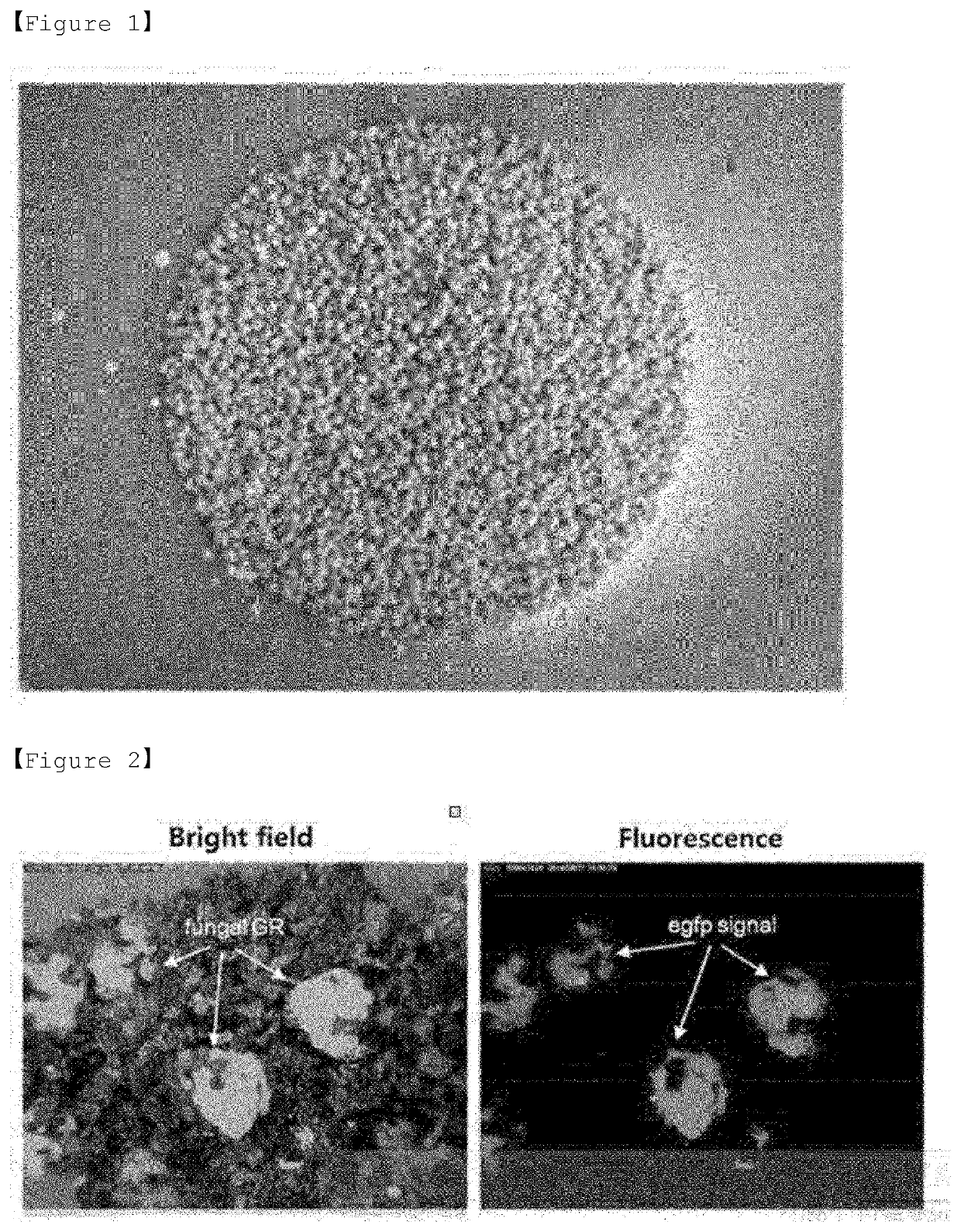 Microbial insecticide for control of mulberry thrips