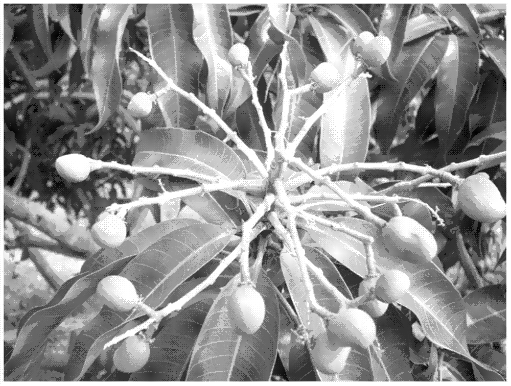 Flower-forcing and fruit-protecting fertilizer for mango and application method of flower-forcing and fruit-protecting fertilizer