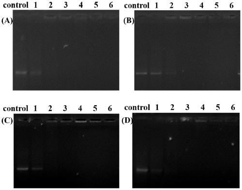 Based on tetraphenylethylene containing macrocyclic polyamine [12]anen  <sub>3</sub> Cationic lipid, transgene carrier and preparation method thereof