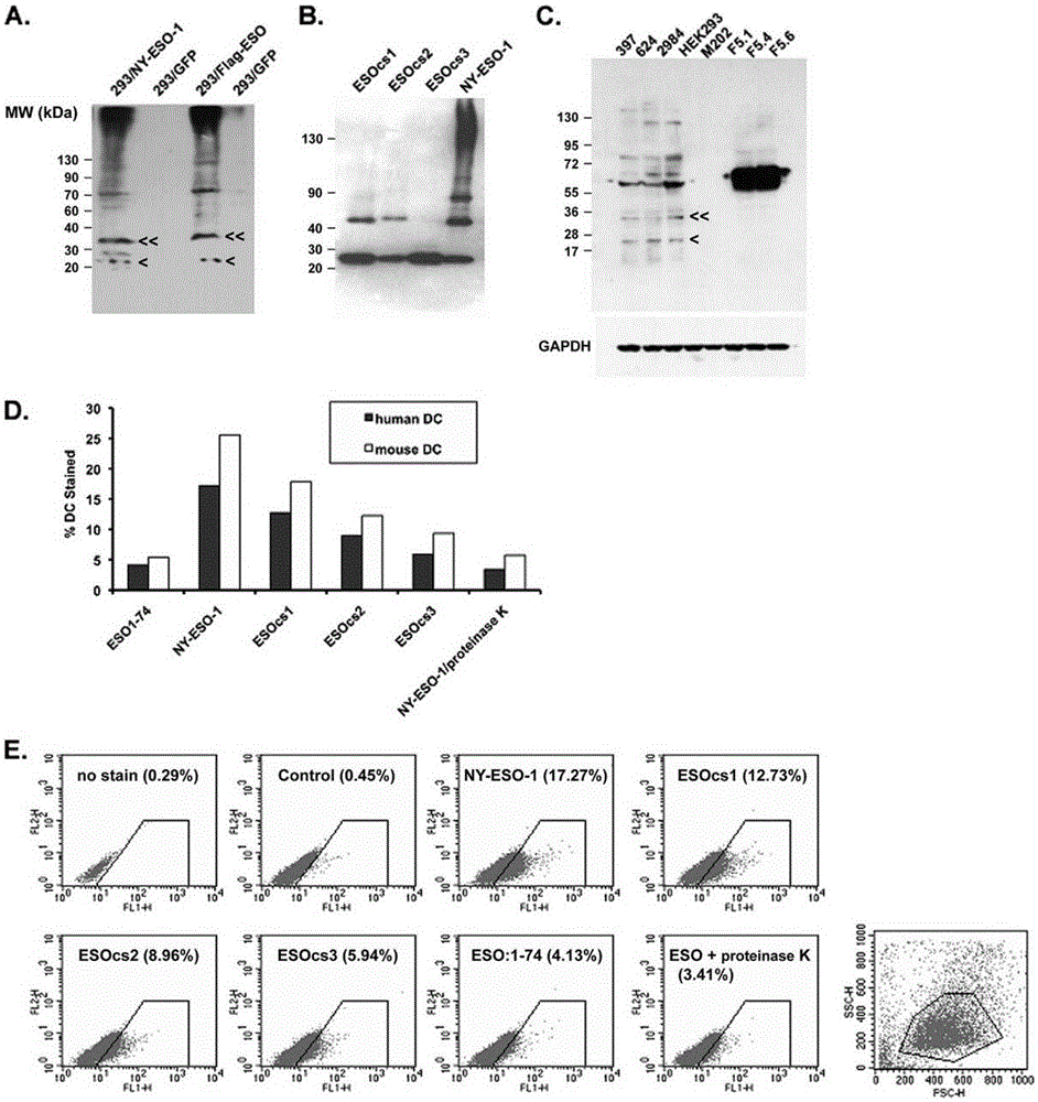 Calprotectin participating in in-vitro binding of NY-ESO-1 and DC cells in bone marrow