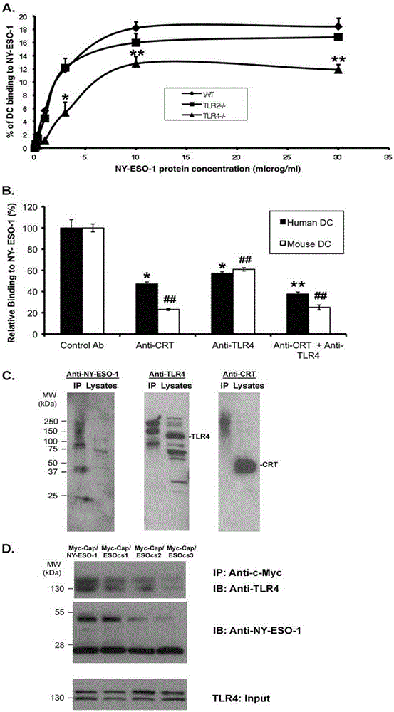 Calprotectin participating in in-vitro binding of NY-ESO-1 and DC cells in bone marrow
