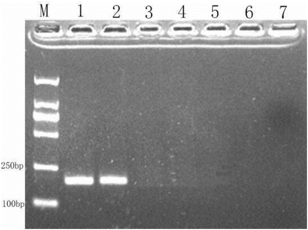 Real-time fluorescence PCR specific detection system and applications of Merluccius Merluccius